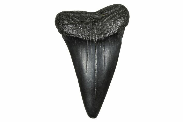 Fossil Broad-Toothed Mako Tooth - South Carolina #374789